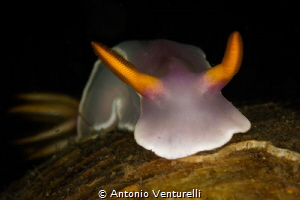 Hypselodoris bullokii nudibranch_March 2024
(CanonEF100,... by Antonio Venturelli 